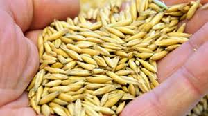 Lik et såkorn som legges i jorda !