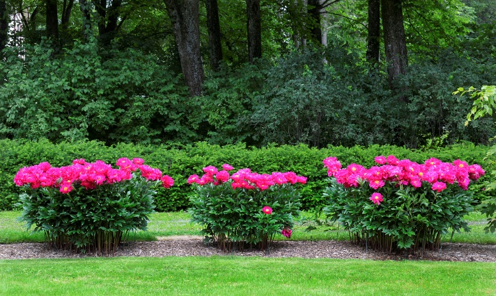 Blomsterfondene i Stjørdal