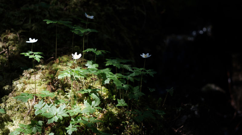 Velkomen til å synge våren inn