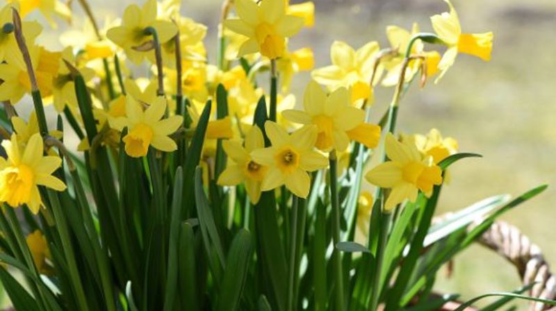 Påskegudstenester i Jølster 2024