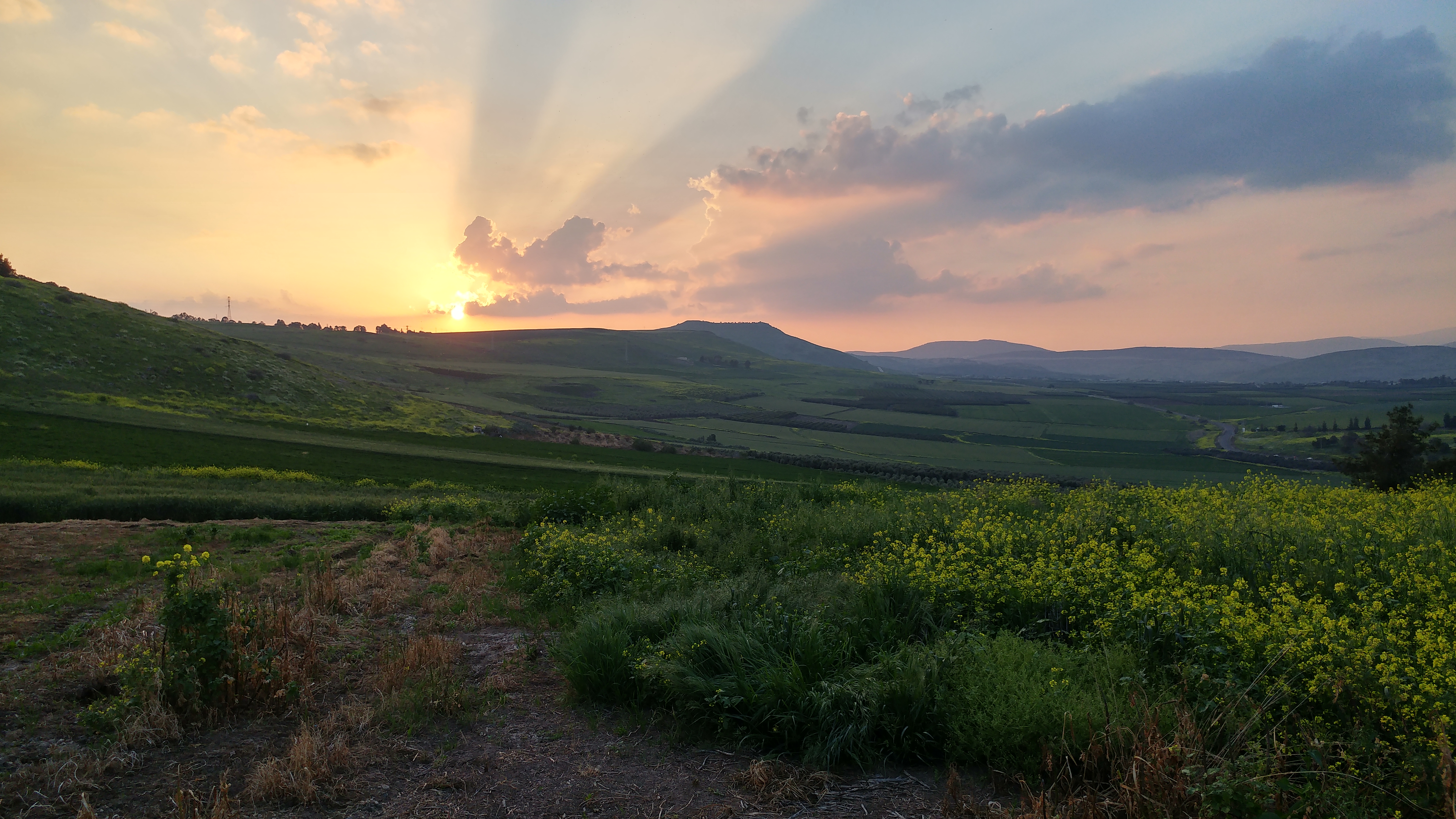 Sennesplanter i Israel. Foto: Andreas Nornes