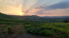 Sennesplanter i Israel. Foto: Andreas Nornes