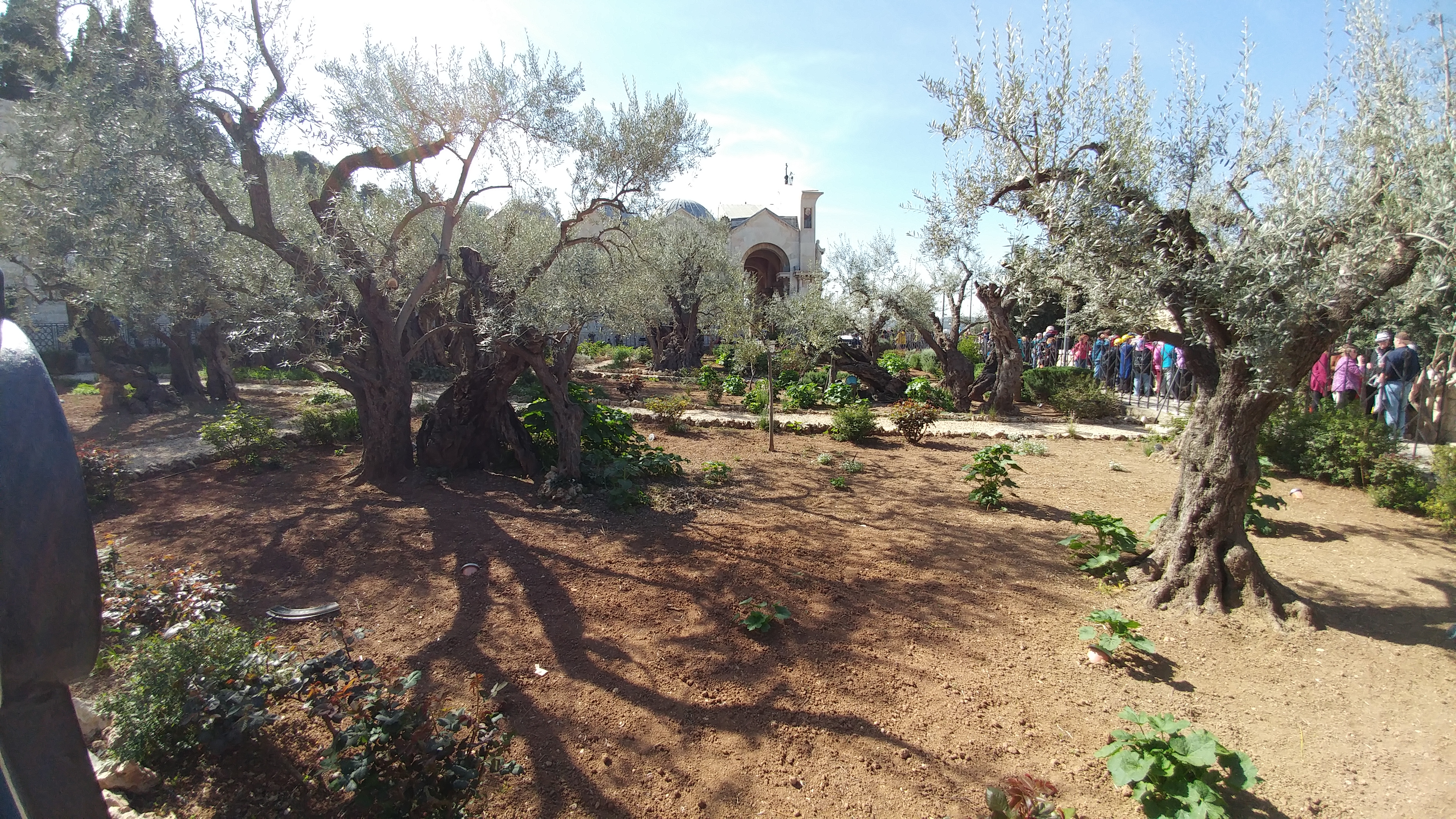 Getsemanehagen i Jerusalem. Foto: Andreas Nornes