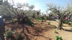 Getsemanehagen i Jerusalem. Foto: Andreas Nornes