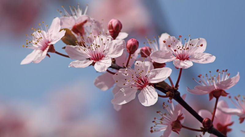 Årsmøte i Lardal menighet