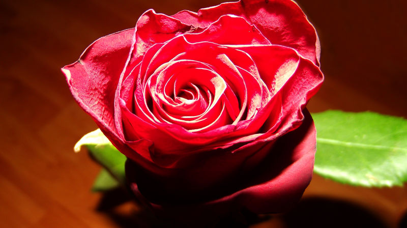 Det hev ei rose sprunge, ut av ei rot so grann. Som fedrene hev sunge, av Isais rot ho rann. Og var ein blome blid, midt i den kalde vinter, ved mørke midnattstid. (Salme nr 33 i Norsk Salmebok 2013. Tekst: Friedrich Layriz 1844. Oversatt av Peter Hognestad 1919.