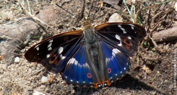 Sommerfulgnatt i Lademoen kirke 26.-27.januar 2018