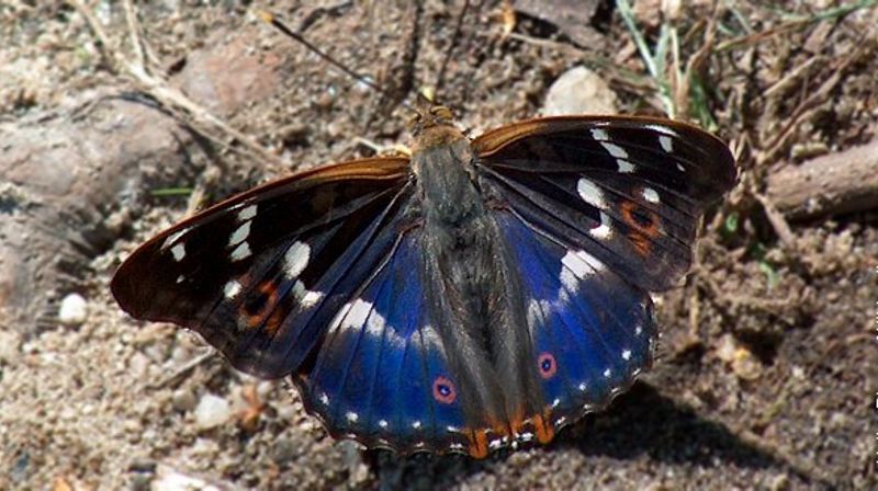 Sommerfulgnatt i Lademoen kirke 26.-27.januar 2018