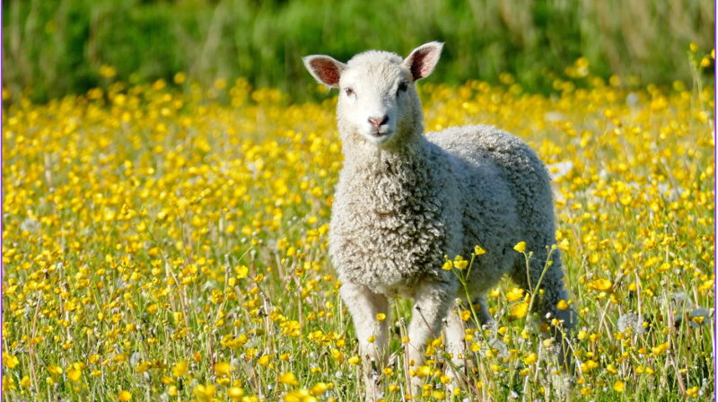 Krøllekveld! Torsdag 7. mai kl. 17 - 18 ønsker vi velkommen til alle barn født i 2023, sammen med en voksen og et kosedyr.