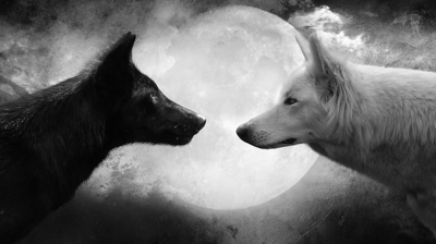 Kampen mellom to ulver