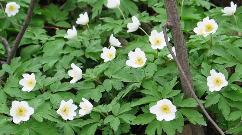 Vårsamling for 3-åringer 21. april