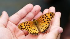 Foto: Heung Soon, Pixabay