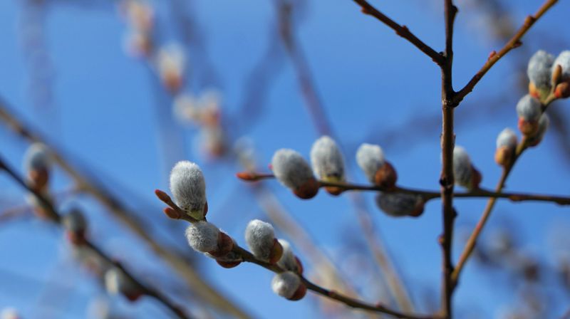 Påsken i Klæbu menighet