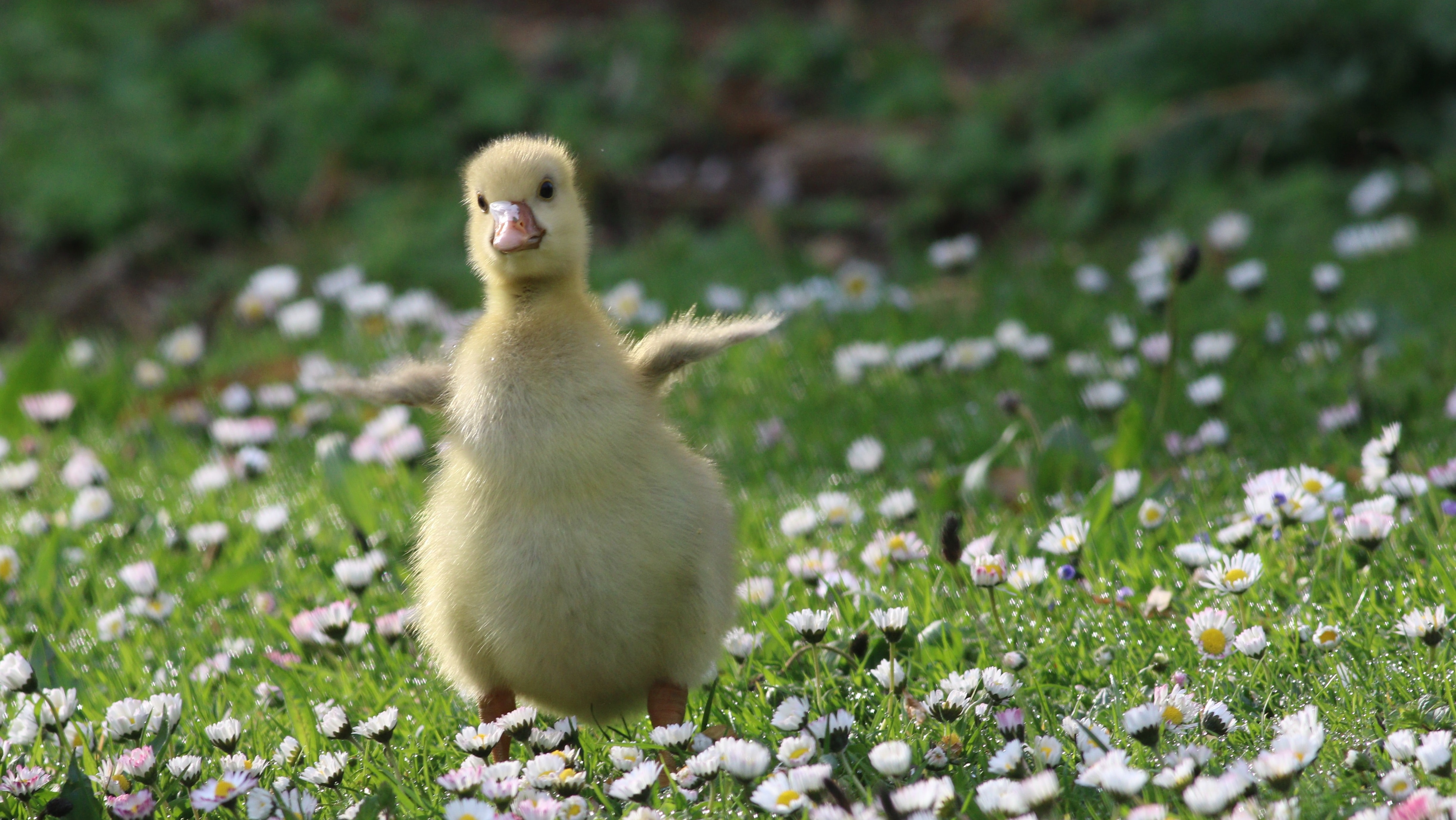 Foto: Steve Harris /Unsplash