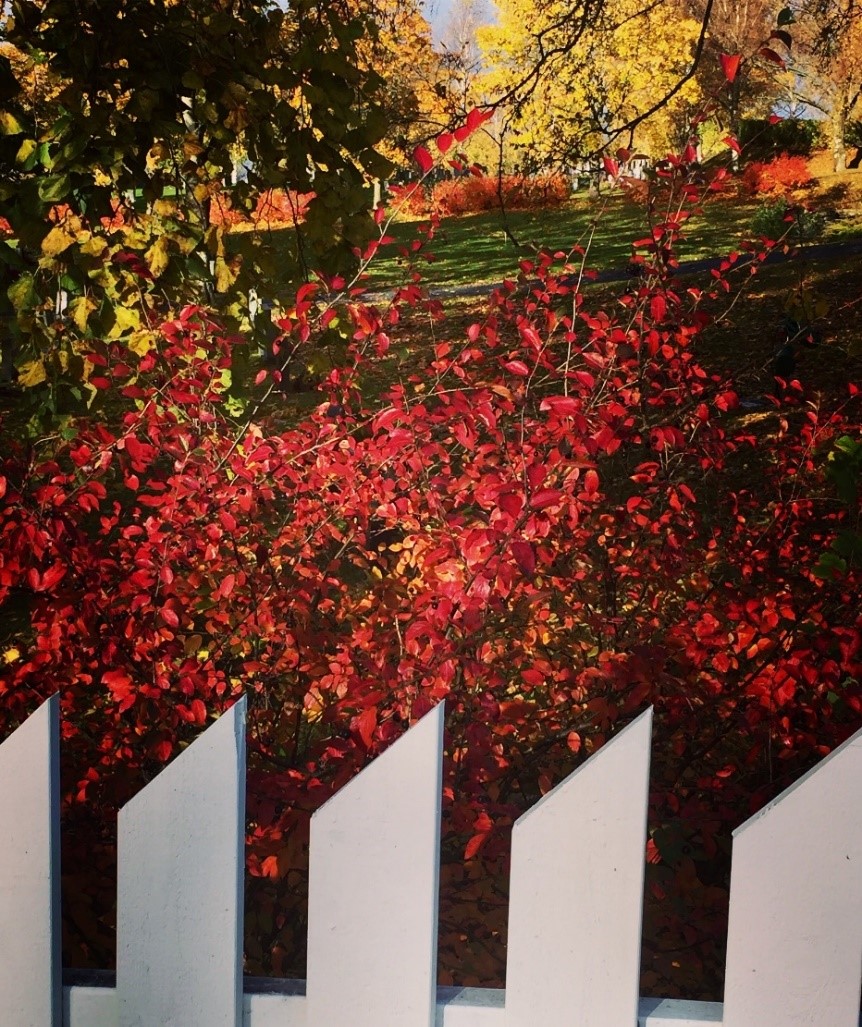 Velkommen til Høst på Ranheim. Foto: Nan Evy Strømsvik