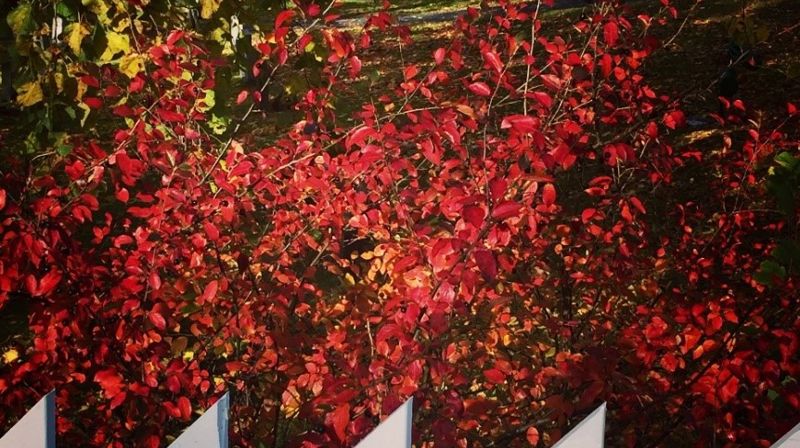 Velkommen til Høst på Ranheim. Foto: Nan Evy Strømsvik