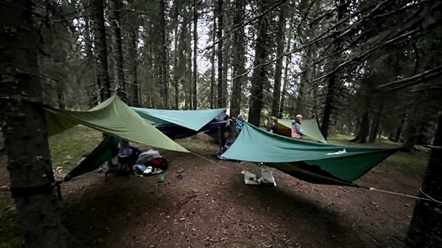 Flere hengekøyer med tarp i skogen