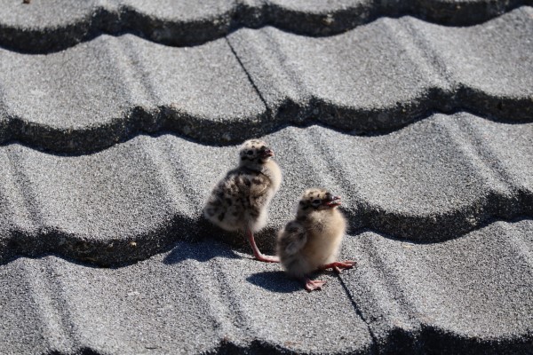 Måsungene utforsker verden