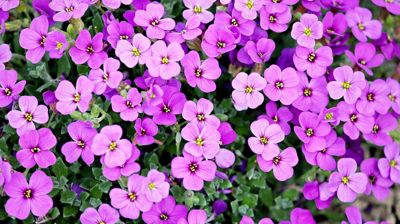 Blomsterfond