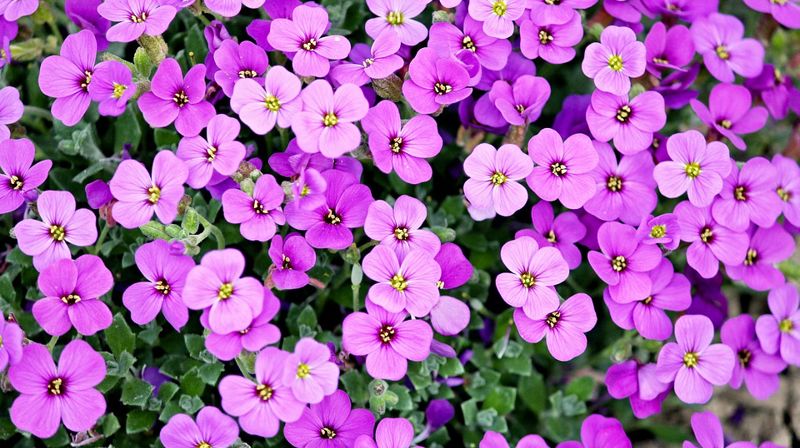 Blomsterfond