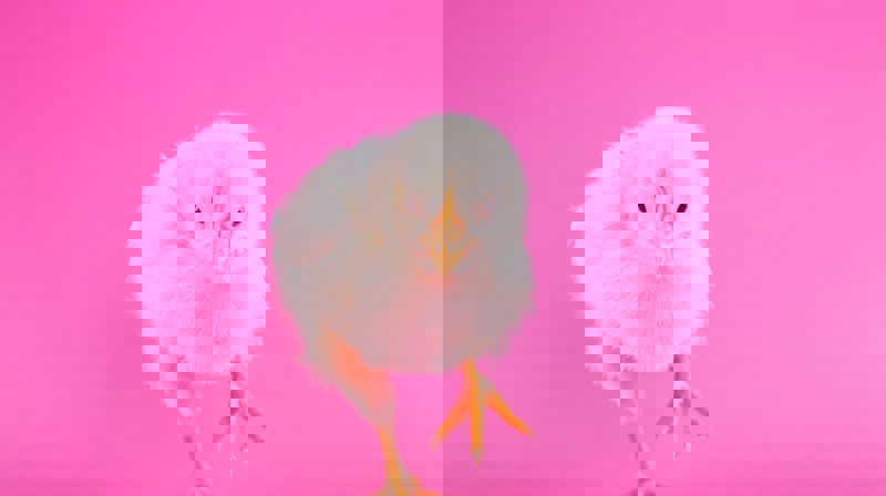 Påskeløype