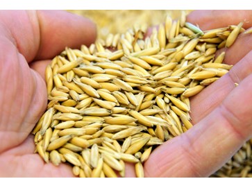 Søndagstanker 11. februar 2018