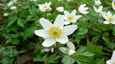 Hyggetreff 20. mai på Folkvang