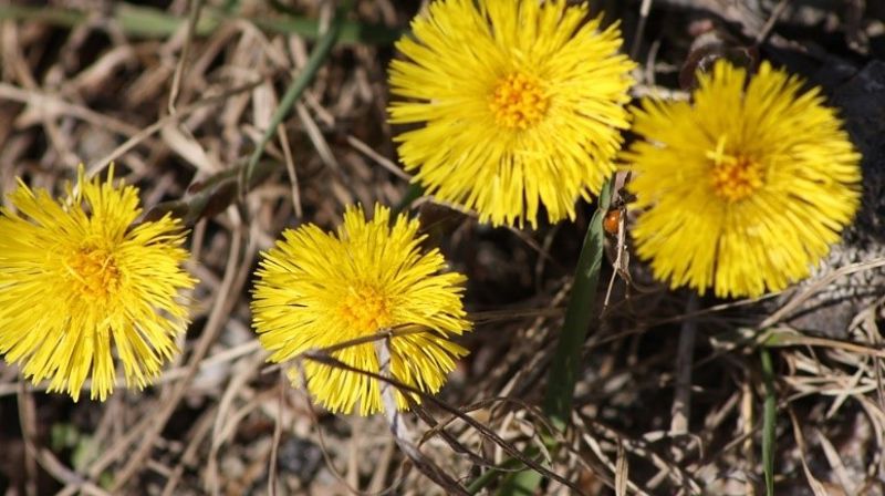 Hyggetreff kl 12.00 - 14.30 på Folkvang våren 2025