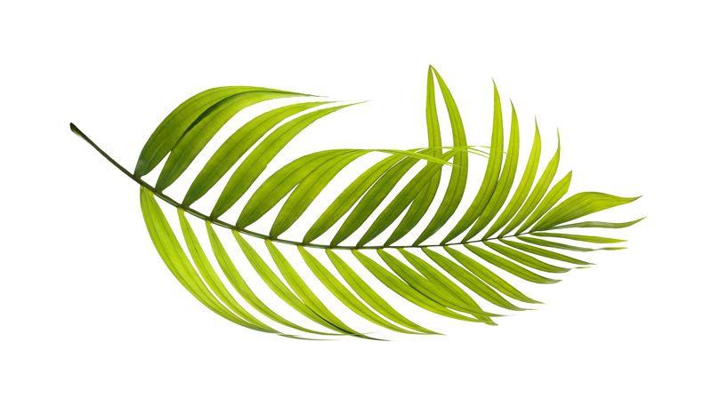 Bildet er tatt av Surut Wattanamaetee (Pixabay)