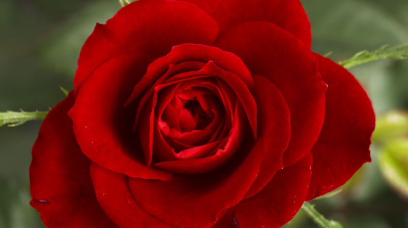 Det hev ei rose sprunge - Preike, julesong-gudsteneste