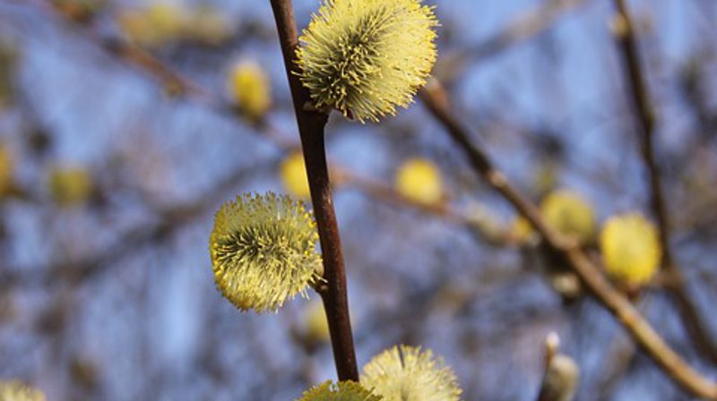 Begrenset opningstid på kyrkjekontoret i mai