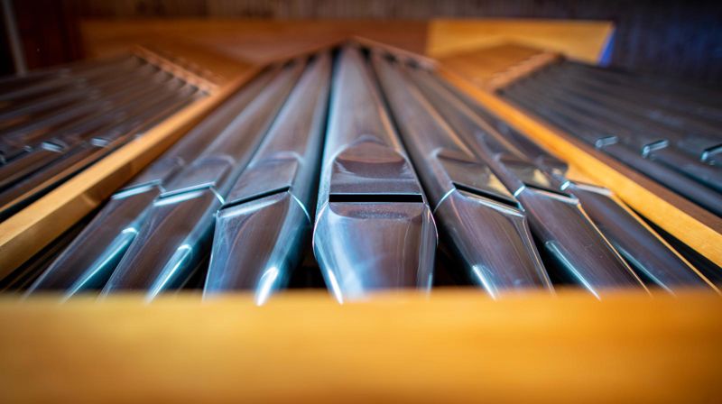 Orgelpiper – foto: Bo Mathisen