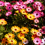 Gravplassmyndigheten Bjørnnes