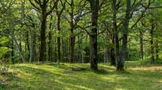 Jomfruland - en grønn perle. (Foto: Lars Verket)