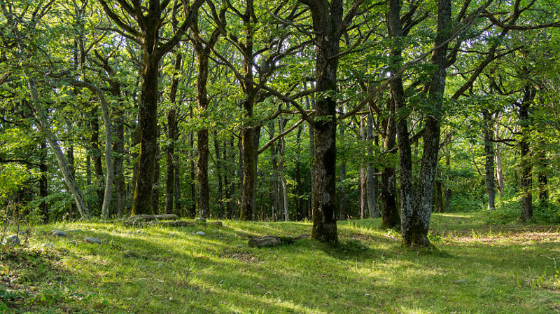 Jomfruland - en grønn perle. (Foto: Lars Verket)