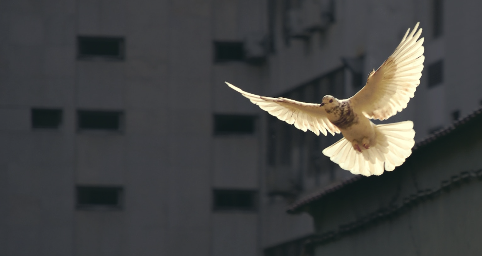 I Evangeliet etter Matteus, kapittel 3, vers 16 heter det: «Da Jesus var blitt døpt, steg han straks opp av vannet. Og se, himmelen åpnet seg, og han så Guds Ånd komme ned over seg som en due.» I kirkens tradisjonelle ikonografi har Den hellige ånd derfor ofte blitt framstilt som en due. Foto: Unsplash.com