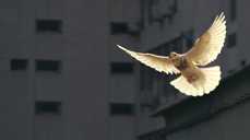 I Evangeliet etter Matteus, kapittel 3, vers 16 heter det: «Da Jesus var blitt døpt, steg han straks opp av vannet. Og se, himmelen åpnet seg, og han så Guds Ånd komme ned over seg som en due.» I kirkens tradisjonelle ikonografi har Den hellige ånd derfor ofte blitt framstilt som en due. Foto: Unsplash.com