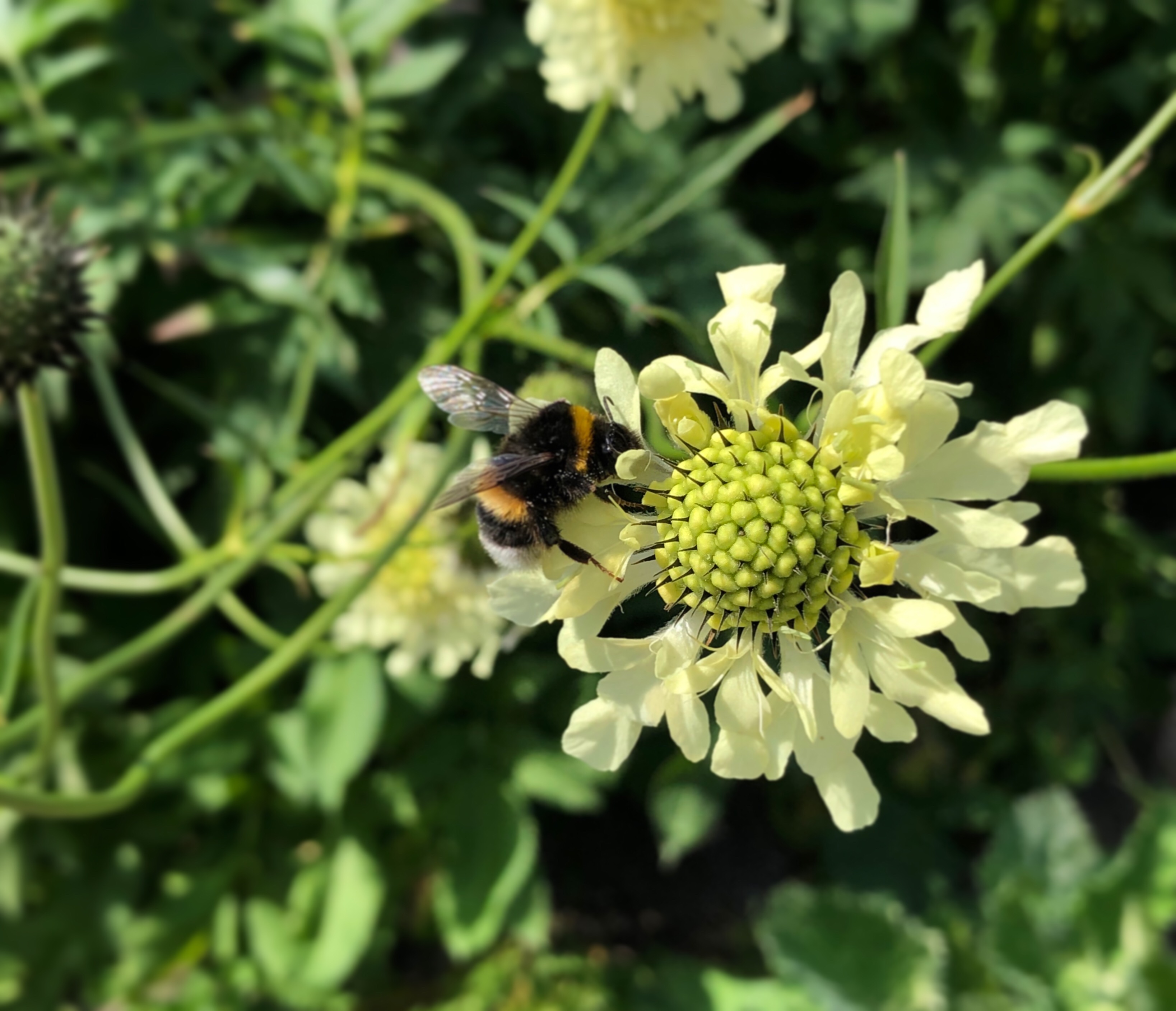 Velkommen til grønnkirke.no!