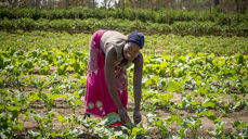 Grønn vekst, mat og arbeid er bevis på at det er håp i en dråpe vann. (Foto: Håvard Bjelland, Kirkens Nødhjelp)