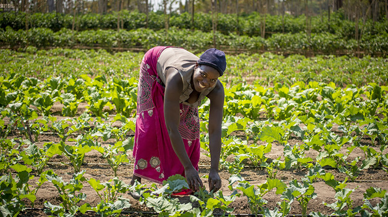 Grønn vekst, mat og arbeid er bevis på at det er håp i en dråpe vann. (Foto: Håvard Bjelland, Kirkens Nødhjelp)