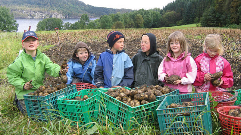 Skaperverkets dag kan markeres med høsttakkefest og poteten i sentrum. (Foto: Kirkerådet)