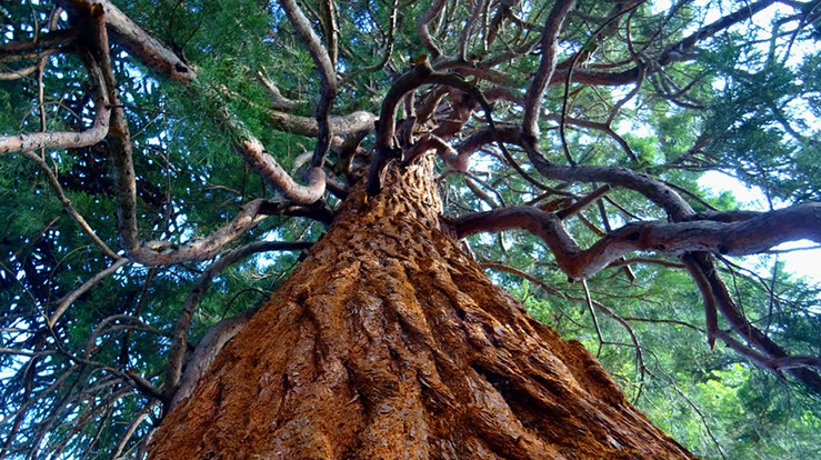 Sorgtreet. (Foto: Pexels)