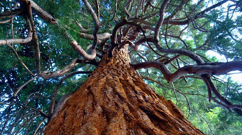 Sorgtreet. (Foto: Pexels)