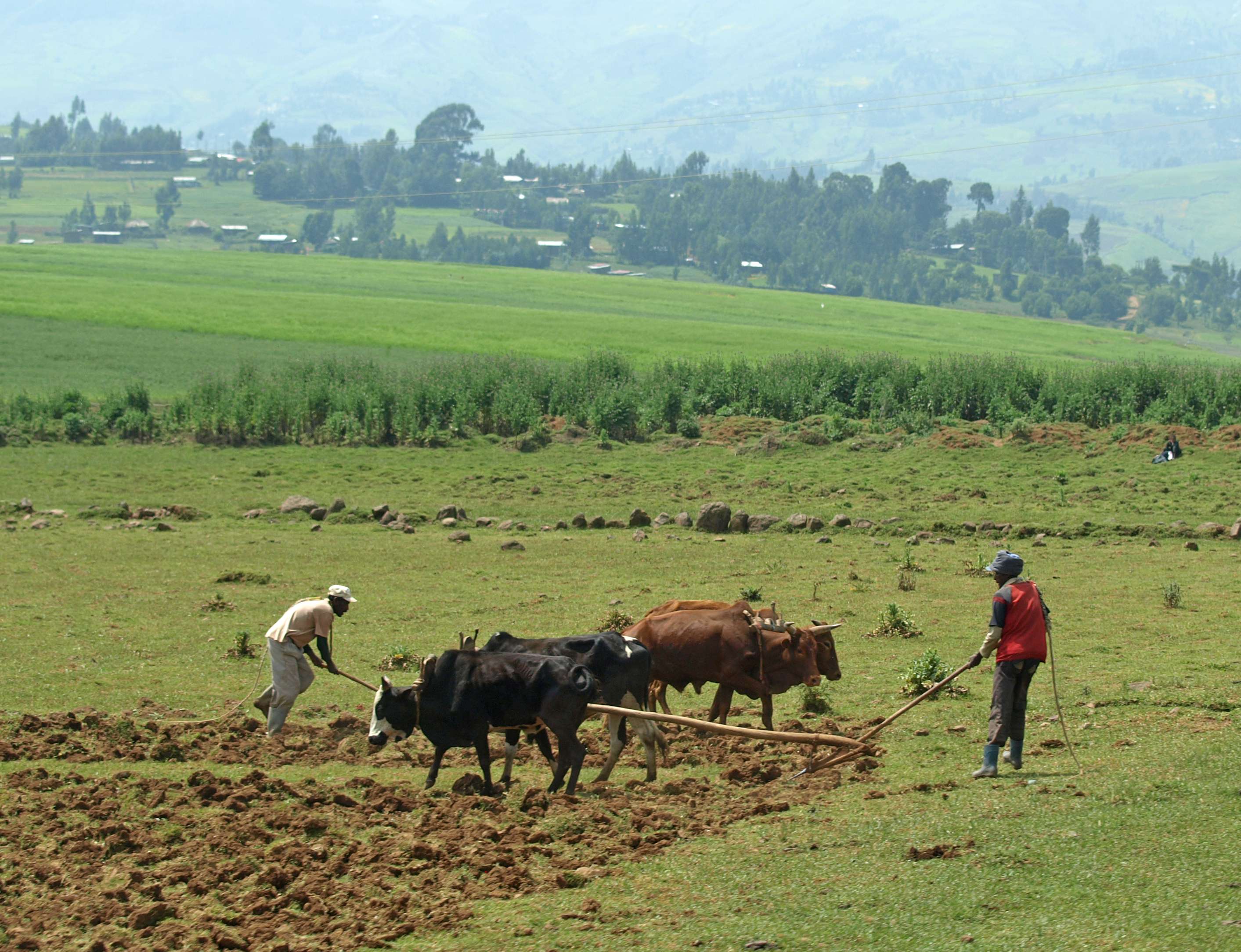 Grønn landsbyutvikling i Etiopia