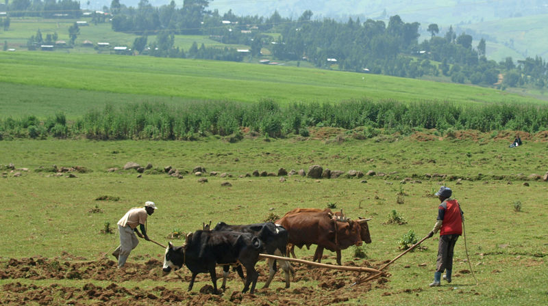Grønn landsbyutvikling i Etiopia