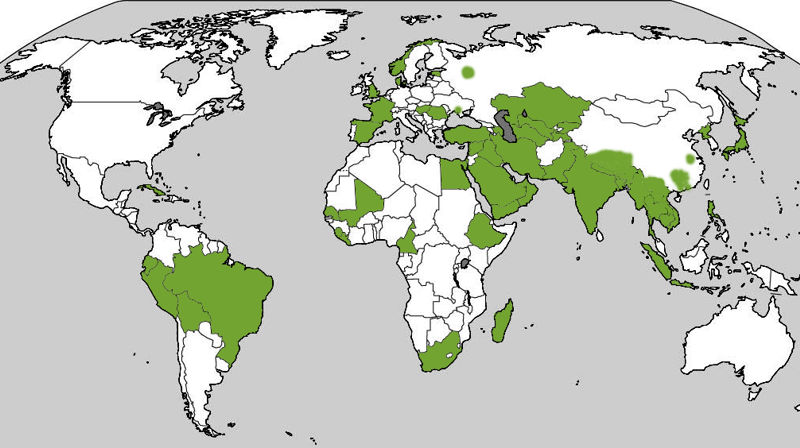 Her arbeider organisasjonene tilknyttet SMM